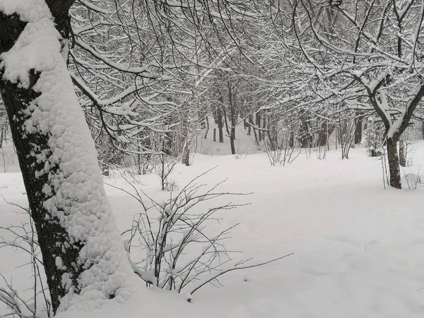 Floresta Inverno Tranquila Janeiro — Fotografia de Stock