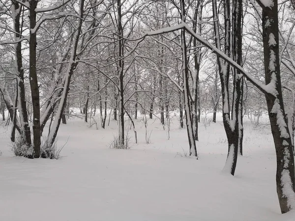 Inverno Estava Esperando Pela Natureza Neve Caiu Apenas Janeiro — Fotografia de Stock