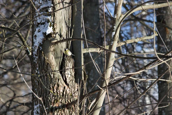 Vogel Auf Einem Baum Unter Der Sonne — Stockfoto