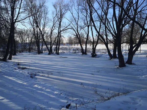 Reflexão Troncos Árvore Neve — Fotografia de Stock