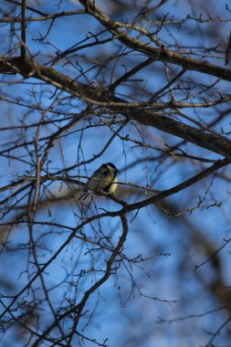 Kuş bir dala oturur ve yemeğini bir anahtarda saklar.