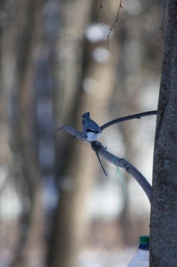 Kara kuş ağaç dalında oturur