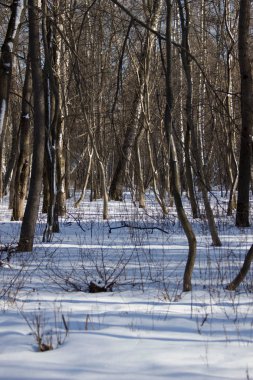 Kış ormanlarında karsız ağaçlar