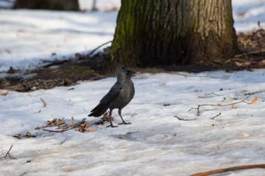 Karda siyah ve büyük gururlu kuş