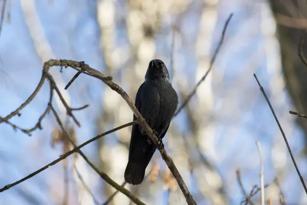 黒い鳥は木の枝に座っている — ストック写真