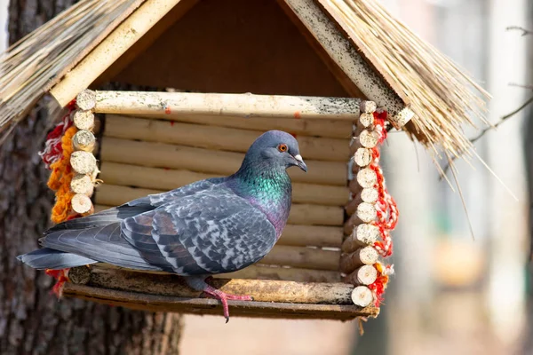 Vogeltaube Sitzt Sonnigem Tag Auf Futter — Stockfoto