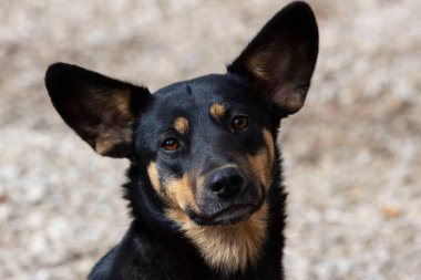 Üzücü, sokakta yaşayan ve sahibini bekleyen siyah bir köpek yetiştirdi.