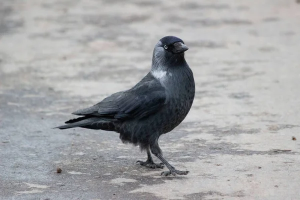 Ein Saatvogel Läuft Mit Einem Wichtigen Gang Über Den Asphalt — Stockfoto