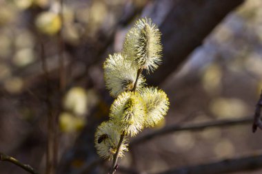 Güneşli bahar gününde söğüdün yumuşak dalları