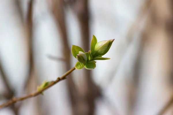 Pierwsze Liście Wiosny Syrenie Pojawiły Się Kwietniu — Zdjęcie stockowe