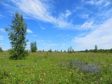 Yaz manzarası: Mavi gökyüzü, bitkiler, yabani çiçekler, otlar, ağaçlar