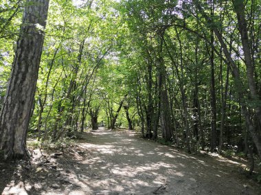 Uzun, yeşil ağaçlar güneşli bir günde