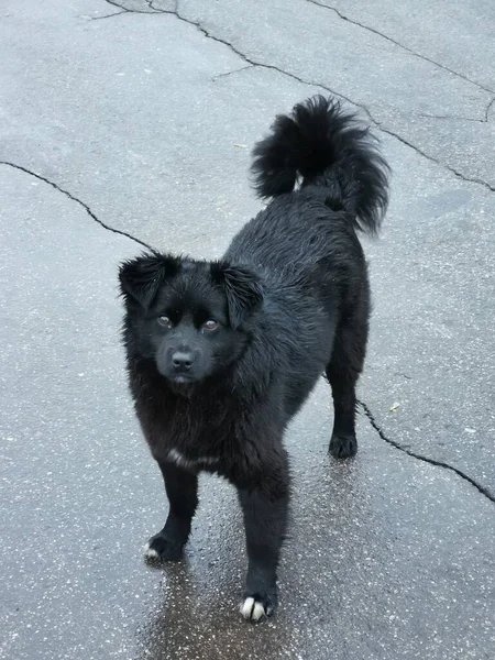 黒とぬれた犬が道路に立って 見ている — ストック写真