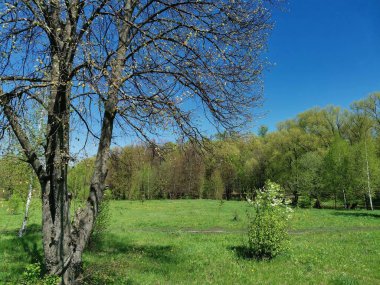 Genç yeşiller yaşlı ağaçlar ve yeşil çimenler üzerinde.