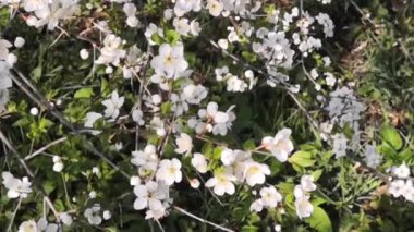 Mayısta küçük beyaz çiçeklerle açan kiraz dalları