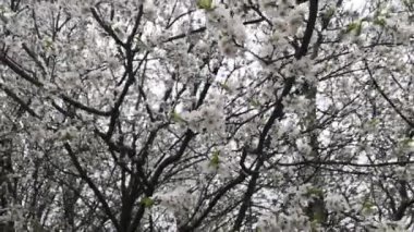 Ağacın dalları küçük beyaz çiçeklerle kaplıdır.. 