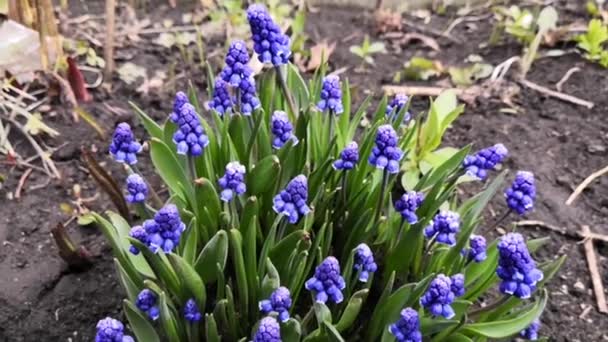 Flores Azules Primavera Pequeñas Han Crecido Ramos Mediados Primavera — Vídeo de stock