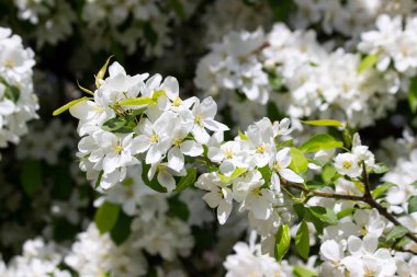 Mayıs 'ta meyve taşıyan kiraz ağacında açan beyaz çiçek demetleri.
