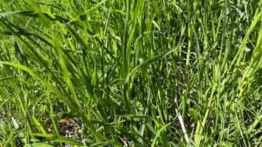 Hışırdayan yapraklar, sulu, taze çimenler ve öten kuşlar.. 