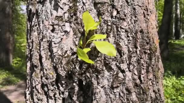 Les Jeunes Feuilles Battent Pour Vie Sur Tronc Arbre Printemps — Video