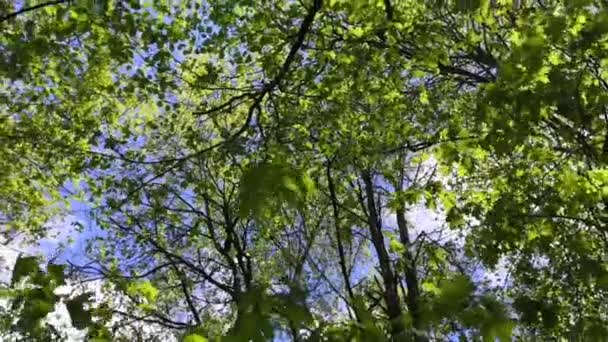晴れた日の5月と緑の森の中の鳥の歌 — ストック動画