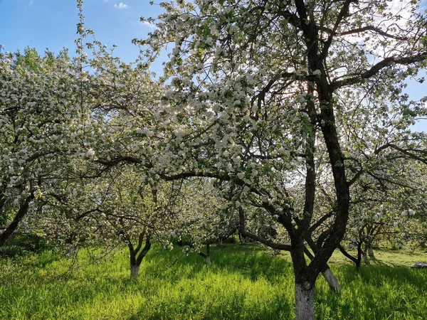 Kwitnące Jabłko Wiśniowe Sady Słoneczny Dzień — Zdjęcie stockowe