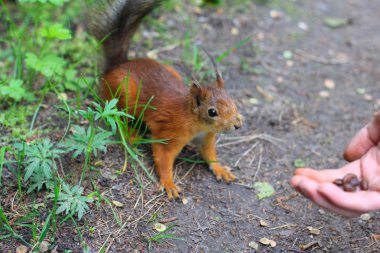 Sincap fındık için geldi..