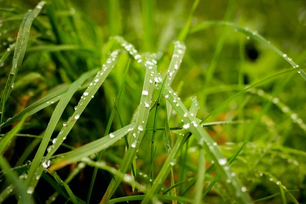 雨后草地上滴 — 图库照片