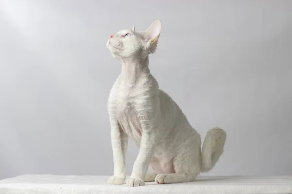 Смешная порода кошек Девон Рекс сидит на белом фоне — стоковое фото