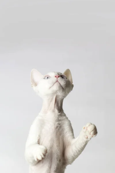 Gato engraçado raça Devon Rex sentado em um fundo branco — Fotografia de Stock