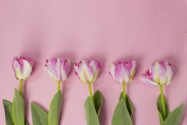 Bahar Çiçekleri grubu. Renkli laleler