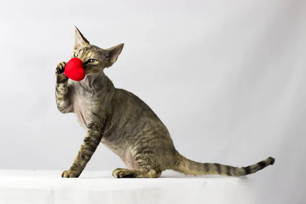 Gato engraçado raça Devon Rex sentado em um fundo branco — Fotografia de Stock