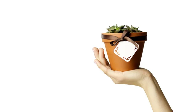 Mini cactus en la olla pequeña en la palma de la mano sobre fondo blanco — Foto de Stock