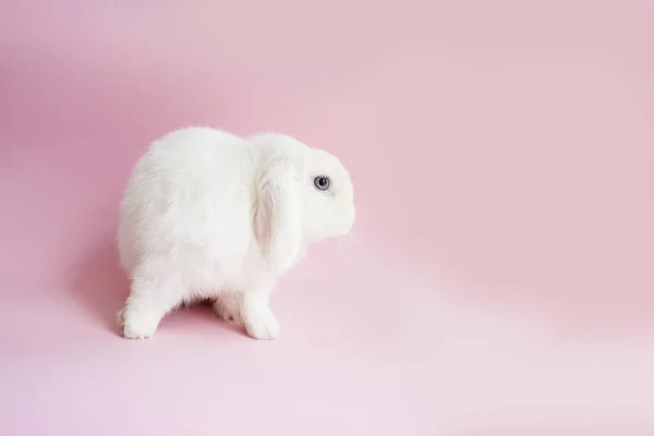 在粉色背景上可爱的兔子 在粉色背景上可爱的兔子 在粉色背景上可爱的毛绒绒兔子 粉红康乃馨花 — 图库照片