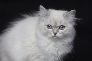 İskoçya kedisi. Gümüş rengi. Siyah arkaplan