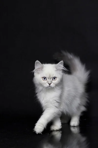 Gatinho Das Terras Altas Cor Chinchila Prata Fundo Preto — Fotografia de Stock