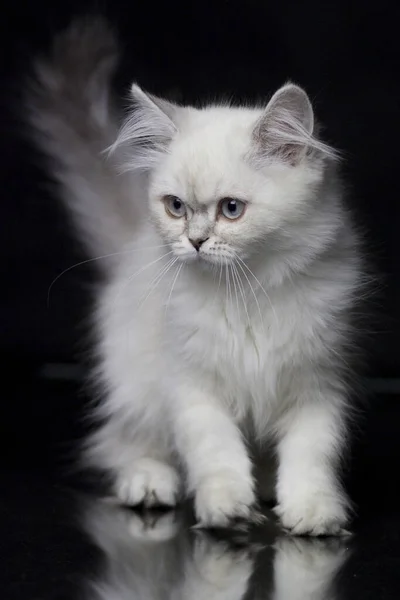 Gatinho Das Terras Altas Cor Prata Fundo Preto — Fotografia de Stock