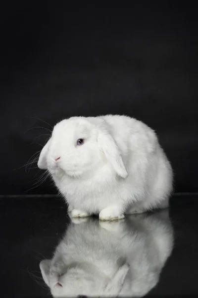 Witte Mini Lop Konijntje Donkere Achtergrond Konijn Met Blauwe Ogen — Stockfoto