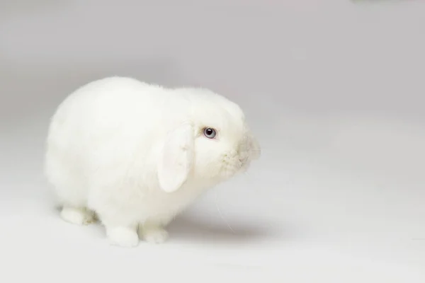 Conejo Blanco Sobre Fondo Claro Mini Conejito Lop Con Ojos — Foto de Stock