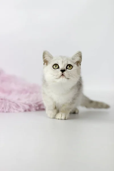 Portret van Britse Stenografisch kat op een witte achtergrond. — Stockfoto