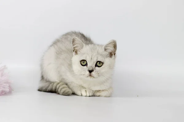 Retrato de gato britânico Shorthair em um fundo branco. — Fotografia de Stock