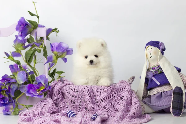 Die Hunderasse Pommersche Spitz aus nächster Nähe — Stockfoto