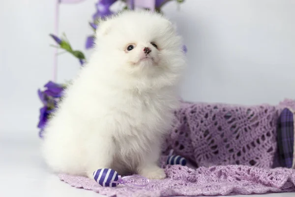 El perro criar Pomeranian spitz un primer plano —  Fotos de Stock