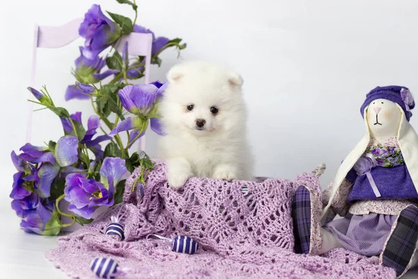 El perro criar Pomeranian spitz un primer plano — Foto de Stock