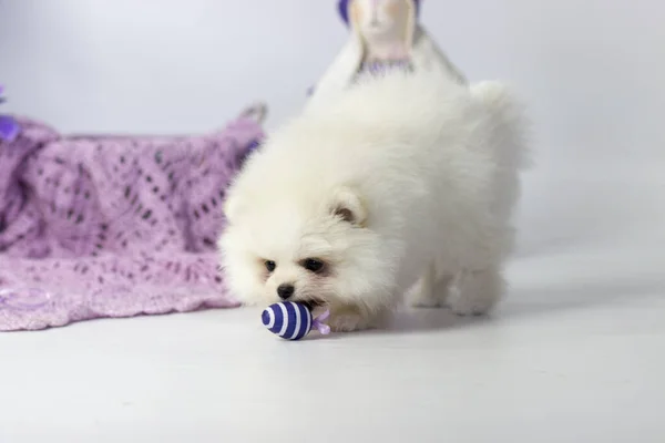 El perro criar Pomeranian spitz un primer plano —  Fotos de Stock