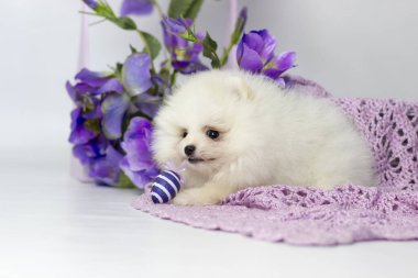 Köpek Pomeranya tükürüğü üretir.