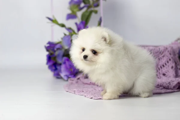 El perro criar Pomeranian spitz un primer plano — Foto de Stock