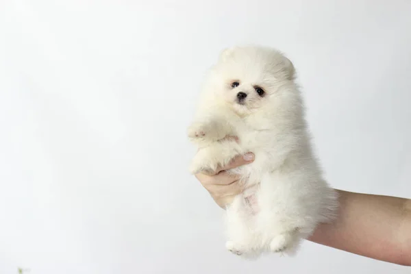 El perro criar Pomeranian spitz un primer plano —  Fotos de Stock