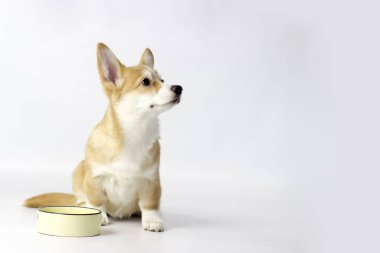 Beyaz arka planda Pembroke Welsh Corgi köpeği