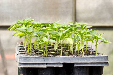 Biber tohumları. Serada tohumlar var, yakın plan. Tarım mevsimine hazırlık konsepti.